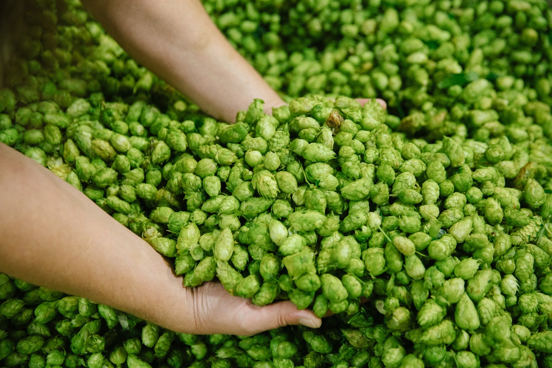 Understanding the Different Types of Hops and Their Uses in Craft Beer Brewing